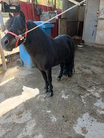 Mini pony