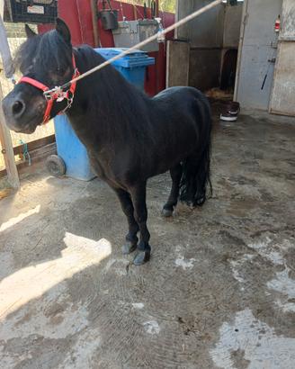Mini pony
