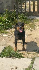Jagd terrier