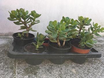 Piante di aloe, agavi, crassula e fichi d’india