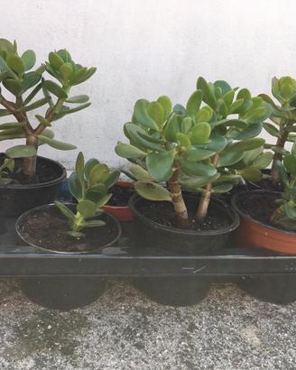 Piante di aloe, agavi, crassula e fichi d’india