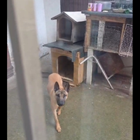 Maliniois di 9 mesi veccinato microcipato