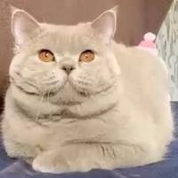 British shorthair da riproduzione