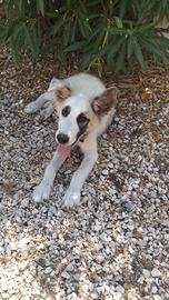 cucciola in adozione 