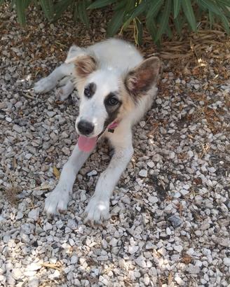 cucciola in adozione 