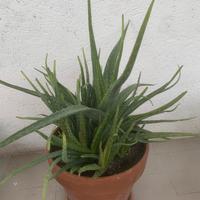 Pianta di Aloe Vera