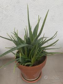 Pianta di Aloe Vera