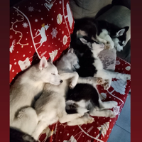 Splendidi cuccioli di siberian husky