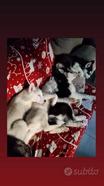 Splendidi cuccioli di siberian husky