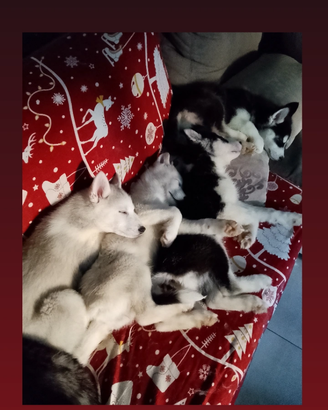 Splendidi cuccioli di siberian husky