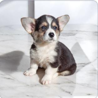 Welsh corgi Pembroke pedigree enci