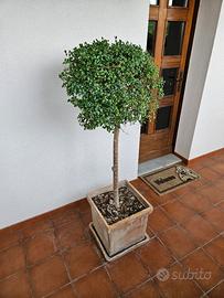 Ligustro Sinense A Palla con Vaso in Vero Cotto