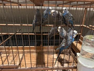 Cocorita portatore faccia ala nera