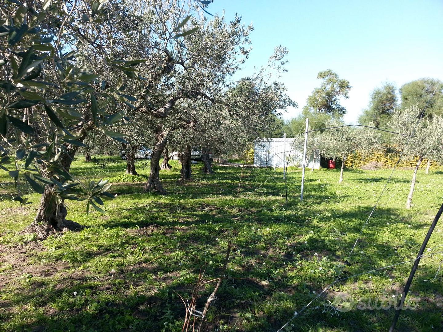 Terreno Uliveto di 3.640 mq zona Fontanasalsa - Vista 3