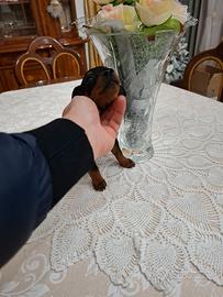Cuccioli di pincher toy mini