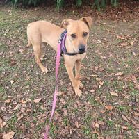 Maya dolce cagnolina 1 anni