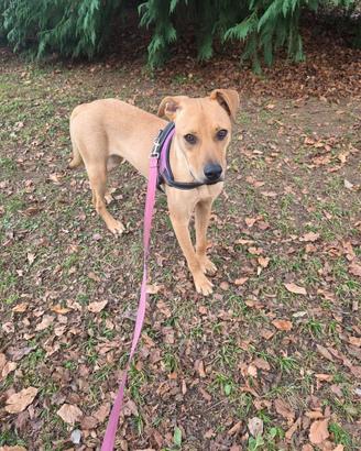 Maya dolce cagnolina 1 anni