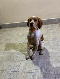 Cucciolo Breton con pedrigree
