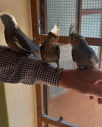 Calopsiti allevate a mano