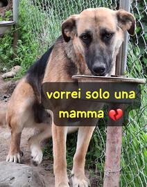 Isotta 2 anni simil pastore tedesco