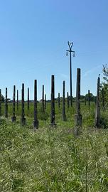 Pali da vigna