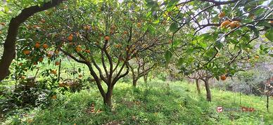 Rometta, funzionale terreno agricolo terrazzato