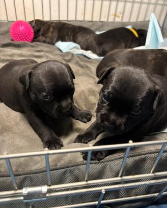 Cuccioli Staffordshire Bull Terrier Pedigree