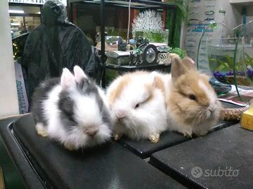 Coniglietti nani e ariete