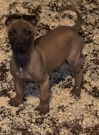 Cucciola di pastore belga Malinois