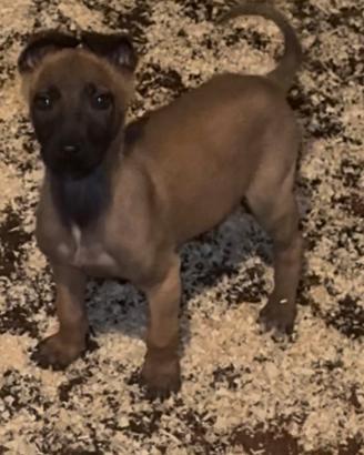 Cucciola di pastore belga Malinois