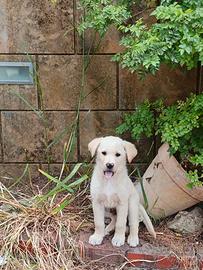 Cucciolo razza Borador Labrador e Border Collie