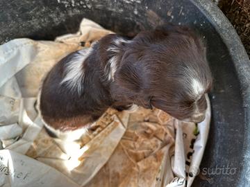 Cuccioli springer spaniel