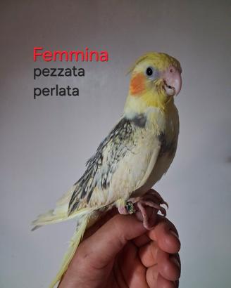 calopsite femmina allevata a mano