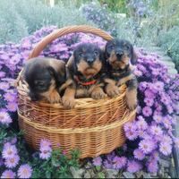 Cuccioli bassotto tedesco