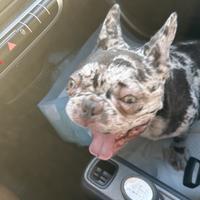 Bulldog francese esotico