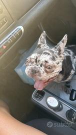 Bulldog francese esotico