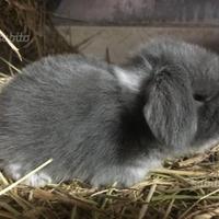 Cuccioli giarra blu pura razza