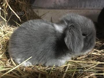 Cuccioli giarra blu pura razza