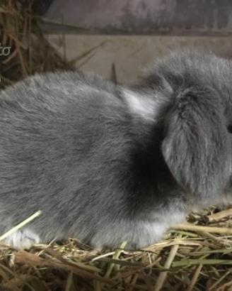Cuccioli giarra blu pura razza