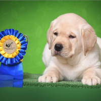 Labrador