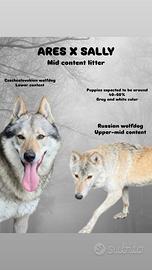 Cuccioli lupo cecoslovacco