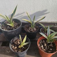 Piante, agavi, crassule, yucca