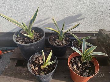 Piante, agavi, crassule, yucca