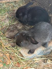 Conogli cuccioli ariete