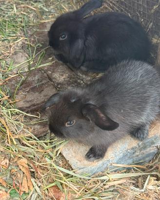 Conogli cuccioli ariete