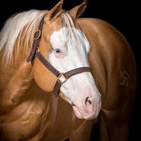 Stallone QUARTER HORSE e PAINT Stagione di monta