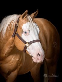 Stallone QUARTER HORSE e PAINT Stagione di monta