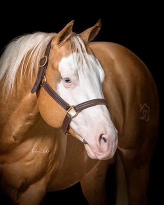 Stallone QUARTER HORSE e PAINT Stagione di monta