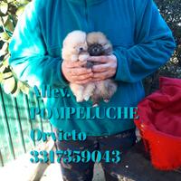 Cucciolini Spitz Volpino Pomerania Nano