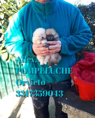 Cucciolini Spitz Volpino Pomerania Nano